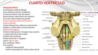 ANATOMIA DEL TRONCO ENCEF. (1) [Autoguardado].pptx