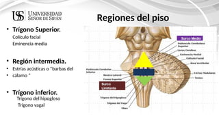 ANATOMIA DEL TRONCO ENCEF. (1) [Autoguardado].pptx