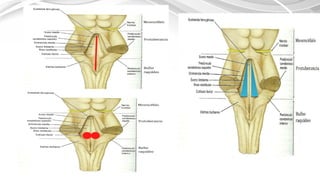 ANATOMIA DEL TRONCO ENCEF. (1) [Autoguardado].pptx