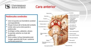 ANATOMIA DEL TRONCO ENCEF. (1) [Autoguardado].pptx