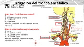 ANATOMIA DEL TRONCO ENCEF. (1) [Autoguardado].pptx