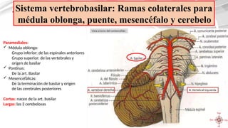 ANATOMIA DEL TRONCO ENCEF. (1) [Autoguardado].pptx