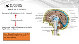ANATOMIA DEL TRONCO ENCEF. (1) [Autoguardado].pptx