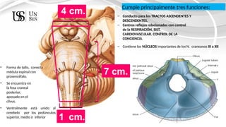 ANATOMIA DEL TRONCO ENCEF. (1) [Autoguardado].pptx