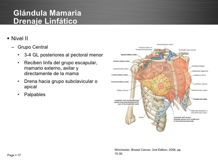 Anatomía de la máma