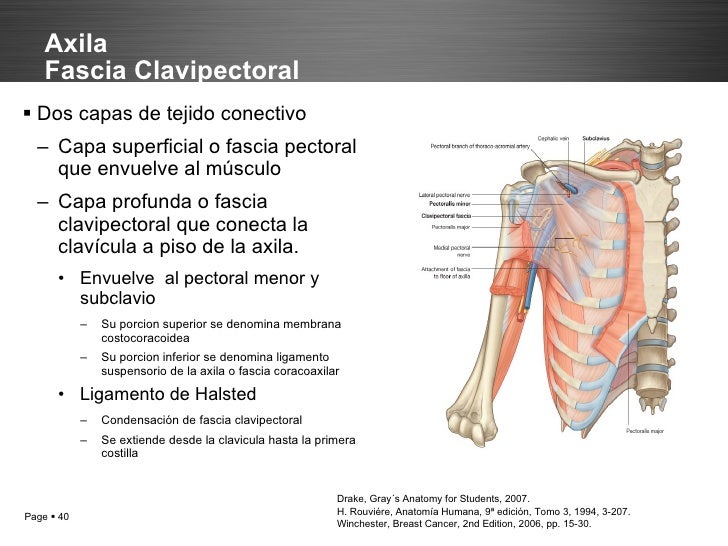 Anatomía de la máma