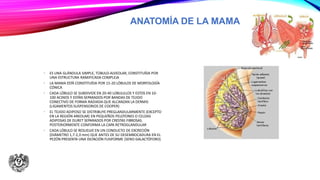 ANATOMÍA DE LA MAMA
• ES UNA GLÁNDULA SIMPLE, TÚBULO-ALVEOLAR, CONSTITUÍDA POR
UNA ESTRUCTURA RAMIFICADA COMPLEJA
• LA MAMA ESTÁ CONSTITUÍDA POR 15-20 LÓBULOS DE MORFOLOGÍA
CÓNICA
• CADA LÓBULO SE SUBDIVIDE EN 20-40 LOBULILLOS Y ESTOS EN 10-
100 ACINOS Y ESTÁN SEPARADOS POR BANDAS DE TEJIDO
CONECTIVO DE FORMA RADIADA QUE ALCANZAN LA DERMIS
(LIGAMENTOS SUSPENSORIOS DE COOPER)
• EL TEJIDO ADIPOSO SE DISTRIBUYE PREGLANDULARMENTE (EXCEPTO
EN LA REGIÓN AREOLAR) EN PEQUEÑOS PELOTONES O CELDAS
ADIPOSAS DE DURET SEPARADOS POR CRESTAS FIBROSAS.
POSTERIORMENTE CONFORMA LA CAPA RETROGLANDULAR
• CADA LÓBULO SE RESUELVE EN UN CONDUCTO DE EXCRECIÓN
(DIÁMETRO 1,7-2,3 mm) QUE ANTES DE SU DESEMBOCADURA EN EL
PEZÓN PRESENTA UNA DILTACIÓN FUSIFORME (SENO GALACTÓFORO)
 