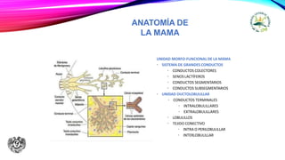 ANATOMÍA DE
LA MAMA
UNIDAD MORFO-FUNCIONAL DE LA MAMA
• SISTEMA DE GRANDES CONDUCTOS
• CONDUCTOS COLECTORES
• SENOSLACTÍFEROS
• CONDUCTOS SEGMENTARIOS
• CONDUCTOS SUBSEGMENTARIOS
• UNIDAD DUCTOLOBULILLAR
• CONDUCTOS TERMINALES
• INTRALOBULILLARES
• EXTRALOBULILLARES
• LOBULILLOS
• TEJIDO CONECTIVO
• INTRA O PERILOBULILLAR
• INTERLOBULILLAR
 