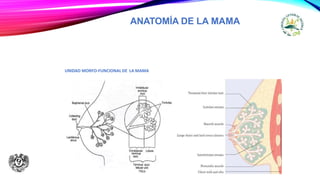 ANATOMÍA DE LA MAMA
UNIDAD MORFO-FUNCIONAL DE LA MAMA
 