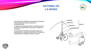 ANTOMÍA DE
LA MAMA
• LOS CONDUCTOS TERMINALES ACABAN EN LOS ACINOS Y
ESTÁN CONECTADOS CON UN CONDUCTO
SUBSEGMENTARIO
• EL CONDUCTO SUBSEGMENTARIO SE CONTINÚA CON EL
CONDUCTO SEGMENTARIO Y ESTE CON EL CONDUCTO
COLECTOR
• LA DILATACIÓN FUSIFORME LOCALIZADA DEBAJO DEL
PEZÓN ENTRE EL CONDUCTO COLECTOR Y EL CONDUCTO
SEGMENTARIO SE DENOMINA SENO LACTÍFERO
 