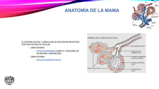 ANATOMÍA DE LA MAMA
EL SISTEMA DUCTAL Y LOBULILLAR SE ENCUENTRA REVESTIDO
POR DOS HILERAS DE CÉLULAS
• CAPA INTERNA
• EPITELIO MAMARIO (SIMPLE. FUNCIONES DE
SECRECIÓN Y ABSORCIÓN)
• CAPA EXTERNA
• CÉLULAS MIOEPITELIALES
 