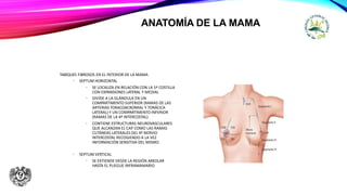 ANATOMÍA DE LA MAMA
TABIQUES FIBROSOS EN EL INTERIOR DE LA MAMA
• SEPTUM HORIZONTAL
• SE LOCALIZA EN RELACIÓN CON LA 5ª COSTILLA
CON EXPANSIONES LATERAL Y MEDIAL
• DIVIDE A LA GLÁNDULA EN UN
COMPARTIMENTO SUPERIOR (RAMAS DE LAS
ARTERIAS TORACOACROMIAL Y TORÁCICA
LATERAL) Y UN COMPARTIMENTO INFERIOR
(RAMAS DE LA 4ª INTERCOSTAL)
• CONTIENE ESTRUCTURAS NEUROVASCULARES
QUE ALCANZAN EL CAP COMO LAS RAMAS
CUTÁNEAS LATERALES DEL 4º NERVIO
INTERCOSTAL RECOGIENDO A LA VEZ
INFORMACIÓN SENSITIVA DEL MISMO
• SEPTUM VERTICAL
• SE EXTIENDE DESDE LA REGIÓN AREOLAR
HASTA EL PLIEGUE INFRAMAMARIO
 