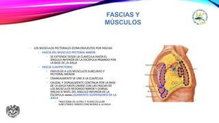 FASCIAS Y
MÚSCULOS
• LOS MÚSCULOS PECTORALES ESTÁN ENVUELTOS POR FASCIAS
• FASCIA DEL MÚSCULO PECTORAL MAYOR
• SE EXTIENDE DESDE LA CLAVÍCULA HASTA EL
ÁNGULO INFERIOR DE LA ESCÁPULA PASANDO POR
LA BASE DE LA AXILA
• FASCIA CLAVIPECTORAL
• ENVUELVE A LOS MÚSCULOS SUBCLAVIO Y
PECTORAL MENOR
• CRANEALMENTE SE UNE A LA CLAVÍCULA
• CAUDAL Y DORSALMENTE CONTINUA POR LA BASE
DE LA AXILA HASTA UNIRSE CON LAS FASCIAS DE
LOS MÚSCULOS REDONDO MAYOR Y DORSAL
ANCHO A NIVEL DEL ÁNGULO INFERIOR DE LA
ESCÁPULA LIGAMENTO SUSPENSORIO DE LA
AXILA
• TRACCIONA DE LA PIEL Y TEJIDO CELULAR
SUBCUTÁNEO DANDO CONCAVIDAD A LA AXILA
 