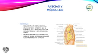 FASCIAS Y
MÚSCULOS
• FASCIA AXILAR
• SE ENCUENTRA EN LA BASE DE LA AXILA
• LÁMINA DE TEJIDO CONECTIVO QUE SE
CONTINÚA CON LA FASCIA BRAQUIAL, CON
LA FASCIA TORÁCICA Y CON LA FASCIA DEL
DORSO
• PRESENTA PERFORACIONES EN LA REGIÓN
MEDIA DE LA BASE DE LA AXILA CUBRIENDO
EL CUERPO ADIPOSO DE LA MISMA
 