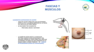 FASCIAS Y
MÚSCULOS
LIGAMENTOS SUSPENSORIOS DE COOPER
• HACES DE TEJIDO CONECTIVO QUE SE EXTIENDEN
ENTRE LA PIEL Y LA LÁMINA ANTERIOR DE LA FASCIA
DEL MÚSCULO PECTORAL MAYOR
• SE DESCRIBEN TRES SEGMENTOS
• PROFUNDO, MEDIO Y ANTERIOR
• LA UNIÓN DE ESTOS HACES A LA FASCIA DEL
PECTORAL MAYOR DE REALIZA MEDIANTE UNA
DELGADA LÁMINA DE TEJIDO CONECTIVO LAXO QUE
DETERMINA UN ESPACIO DE DESLIZAMIENTO DE LA
MAMA SOBRE LA PARED TORÁCICA ESPACIO
RETROMAMARIO (BURSA DE CHASSSAIGNAC)
 