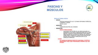 FASCIAS Y
MÚSCULOS
MÚSCULO DORSAL ANCHO
• ORIGEN
• APÓFISIS ESPINOSAS DE LAS 7 ÚLTIMAS VÉRTEBRAS TORÁCICAS,
LUMBARES Y SACRAS
• CRESTA ILIACA
• INSERCIÓN
• CORREDERA BICIPITAL DEL HÚMERO
• INERVACIÓN
• NERVIO TÓRACODORSAL
• DESCIENDE POR DETRÁS DE LOS VASOS AXILARES, SE
APROXIMA A LOS VASOS SUBESCAPULARES EN SU CARA
MEDIAL Y DESPÚES CRUZA ANTERIOR A ESTOS VASOS
PARA ENTRAR EN LA SUPERFICIE MEDIAL DEL MÚSCULO.
COMO PASA A TRAVÉS DE LA AXILA ESTÁ EN RELACIÓN
ÍNTIMA CON EL GRUPO SUBESCAPULAR DE LOS
GANGLIOS LINFÁTICOS
LESIÓN
• SU LESIÓN NO PROVOCA DEFECTO FUNCIONAL O ESTÉTICO
IMPORTANTE PERO DEBE PRESERVARSE SIEMPRE QUE SEA
POSIBLE
 