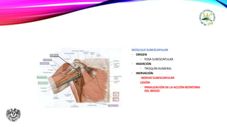 MÚSCULO SUBESCAPULAR
• ORIGEN
• FOSA SUBESCAPULAR
• INSERCIÓN
• TROQUÍN HUMERAL
• INERVACIÓN
•NERVIO SUBESCAPULAR
LESIÓN
• PARALIZACIÓN DE LA ACCIÓN ROTATORIA
DEL BRAZO
 