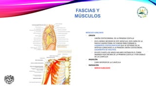 FASCIAS Y
MÚSCULOS
MÚSCULO SUBLCAVIO
• ORIGEN
• UNIÓN COSTOCONDRAL DE LA PRIMERA COSTILLA
• EN EL BORDE INFERIOR DE ESTE MÚSCULO, DOS CAPAS DE LA
FASCIA CLAVIPECTORAL SE FUNDEN PARA FORMAR EL
LIGAMENTO COSTOCLAVICULAR QUE SE EXTIENDE DE LA
APÓFISIS CORACOIDES A LA PRIMERA UNIÓN COSTOCONDAL
(LIGAMENTO DE HALSTED)
• EN ESTE PUNTO LOS VASOS AXILARES ENTRAN EN EL TORÁX
PASANDO POR ENCIMA DE LA PRIMERA COSTILLA Y POR DEBAJO
DE LA CLAVÍCULA
• INSERCIÓN
• CARA INFERIOR DE LA CLAVÍCULA
• INERVACIÓN
• NERVIO SUBCLAVIO
 