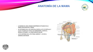ANATOMÍA DE LA MAMA
• LA MAMA ES UNA UNIDAD ANATÓMICA SITUADA EN LA
PARED ANTERIOR DEL TÓRAX
• SE EXTIENDE EN EL EJE VERTICAL ENTRE LA 2º-3ª COSTILLA Y
LA 6ª-7ª COSTILLA Y EN EL EJE HORIZONTAL ENTRE EL
BORDE ESTERNAL Y LA LÍNEA MEDIO AXILAR
• 2/3 SE APOYAN EN EL PECTORAL MAYOR Y 1/3 EN EL
SERRATO ANTERIOR
 