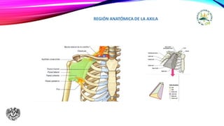 REGIÓN ANATÓMICA DE LA AXILA
 