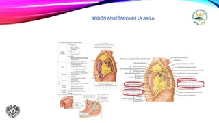 REGIÓN ANATÓMICA DE LA AXILA
 