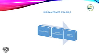 REGIÓN ANTÓMICA DE LA AXILA
 