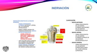 INERVACIÓN
INERVACIÓN SENSITIVA DE LA REGIÓN
MAMARIA
• RAMAS PERFORANTES
CUTÁNEAS ANTERIOR Y LATERAL
DEL 2º-6º NERVIOS
INTERCOSTALES
• RAMA CUTÁNEA LATERAL DEL
2ºNERVIO INTERCOSTAL: NERVIO
INTERCOSTOBRAQUIAL
LESIÓN: ZONAS DE
ANESTESIA Y PARESTESIAS
EN LA PIEL, FONDO DE LA
AXILA Y CARA
INTERNA DEL BRAZO
• UNA PEQUEÑA ZONA SUPERIOR
DE LA MAMA ESTÁ INERVADA
POR RAMOS CUTÁNEOS DEL
PLEXO CERVICAL SUPERFICIAL,
RAMOS ANTERIOR O MEDIAL
DEL NERVIO SUPRACLAVICULAR
CLASIFICACIÓN
• GRUPO ANTERIOR
• FIBRAS PROCEDENTES
DE LOS RAMOS
CUTÁNEOS ANTERIORES
DE LOS NERVIOS
INTERCOSTALES 3º-6º
• GRUPO LATERAL
• FIBRAS PROCEDENTES
DE LOS RAMOS
CUTÁNEOS LATRALES DE
LOS NERIVOS
INTERCOSTALES 4º-6º
• GRUPO CRANEAL
• FIBRAS PROCEDENTES
DE LOS NERVIOS
SUPRACLAVICULARES
DEL PLEXO CERVICAL
SUPERFICIAL
 