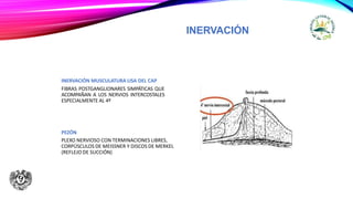 INERVACIÓN
INERVACIÓN MUSCULATURA LISA DEL CAP
FIBRAS POSTGANGLIONARES SIMPÁTICAS QUE
ACOMPAÑAN A LOS NERVIOS INTERCOSTALES
ESPECIALMENTE AL 4º
PEZÓN
PLEXO NERVIOSO CON TERMINACIONES LIBRES,
CORPÚSCULOS DE MEISSNER Y DISCOS DE MERKEL
(REFLEJO DE SUCCIÓN)
 