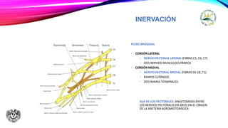 INERVACIÓN
PLEXO BRAQUIAL
• CORDÓN LATERAL
• NERVIO PECTORAL LATERAL (FIBRAS C5, C6, C7)
• DOS NERVIOS MUSCULOCUTÁNEOS
• CORDÓN MEDIAL
• NERVIO PECTORAL MEDIAL (FIBRAS DE C8, T1)
• RAMOS CUTÁNEOS
• DOS RAMAS TERMINALES
ASA DE LOS PECTORALES: ANASTOMOSIS ENTRE
LOS NERVIOS PECTORALES EN ARCO EN EL ORIGEN
DE LA ARETERIA ACROMIOTORÁCICA
 