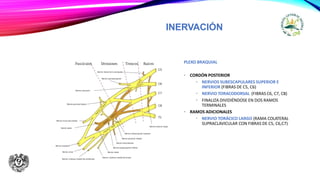 INERVACIÓN
PLEXO BRAQUIAL
• CORDÓN POSTERIOR
• NERVIOS SUBESCAPULARES SUPERIOR E
INFERIOR (FIBRAS DE C5, C6)
• NERVIO TORACODORSAL (FIBRAS C6, C7, C8)
• FINALIZA DIVIDIÉNDOSE EN DOS RAMOS
TERMINALES
• RAMOS ADICIONALES
• NERVIO TORÁCICO LARGO (RAMA COLATERAL
SUPRACLAVICULAR CON FIBRAS DE C5, C6,C7)
 
