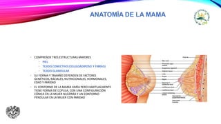 ANATOMÍA DE LA MAMA
• COMPRENDE TRES ESTRUCTURAS MAYORES
• PIEL
• TEJIDO CONECTIVO (CELULOADIPOSO Y FIBRAS)
• TEJIDO GLANDULAR
• SU FORMA Y TAMAÑO DEPENDEN DE FACTORES
GENÉTICOS, RACIALES, NUTRICIONALES, HORMONALES,
EDAD Y PARIDAD
• EL CONTORNO DE LA MAMA VARÍA PERO HABITUALMENTE
TIENE FORMA DE CÚPULA, CON UNA CONFIGURACIÓN
CÓNICA EN LA MUJER NULÍPARA Y UN CONTORNO
PENDULAR EN LA MUJER CON PARIDAD
 