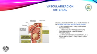 VASCULARIZACIÓN
ARTERIAL
• LA VASCULARIZACIÓN ARTERIAL DE LA MAMA PROCEDE DE
LAS ARTERIAS SUBCLAVIA, AXILAR E INTERCOSTALES
• LA ARTERIA SUBCLAVIA A TRAVÉS DE SU RAMA
TORÁCICA INTERNA
• LA ARTERIA AXILAR A TRAVÉS DE SUS RAMAS
TORÁCICA SUPERIOR, TORACOACROMIAL Y
TORÁCICA LATERAL
• LAS ARTERIAS INTERCOSTALES POSTERIORES, DE LA
SEGUNDA A LA CUARTA A TRAVÉS DE SUS RAMAS
LATERALES
 