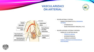VASCULARIZACI
ÓN ARTERIAL
• REGIÓN INTERNA Y CENTRAL
• RAMAS PERFORANTES DE LA MAMARIA
INTERNA
• 6 PRIMEROS EIC
• RAMA PERFORANTE PRINCIPAL 2º EIC
• REGIÓN SUPERIOR, EXTERNA E INFERIOR
• RAMAS DE LA ARTERIA AXILAR
• TORÁCICA LATERAL
• ACROMIOTORÁCICA
• TORÁCICA SUPERIOR
• RAMAS LATERALES DE INTERCOSTALES
POSTERIORES
 