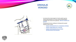 DRENAJE
VENOSO
• Las venas de la mama siguen el mismo patrón que las
arterias describiendo un círculo venoso anastomótico
alrededor de la base de los pezones: CÍRCULO VENOSO DE
HALLER
• Tres grupos de venas conducen el drenaje de la pared
torácica y de la mama
• RAMAS PERFORANTES DE LA MAMARIA INTERNA
• RAMAS TRIBUTARIAS DE LA AXILAR
• RAMAS PERFORANTES DE LAS VENAS
INTERCOSTALES POSTERIORES
 