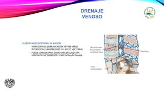 DRENAJE
VENOSO
PLEXO VENOSO VERTEBRAL DE BATSON
• REPRESENTA LA COMUNICACIÓN ENTRES VASOS
INTERCOSTALES POSTERIORES Y EL PLEXO VERTEBRAL
• PUEDE CONSIDERARSE COMO UNA SEGUNDA VÍA
VENOSA DE METÁSTASIS DEL CARCINOMA DE MAMA
 