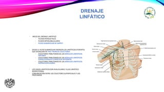 DRENAJE
LINFÁTICO
• INICIO DEL DRENAJE LINFÁTICO
• PLEXOSPERIDUCTALES
• PLEXOSINTERLOBULILLARES
• PLEXO SUBAREOLAR DE SAPPEY
• DESDE EL PLEXO SUBAREOLAR EMERGEN LOS LINFÁTICOS EFERENTES
QUE DESAGUAN EN TRES TRONCOS COLECTORES
• COLECTORES TRIBUTARIOS DE LOS NÓDULOS LINFÁTICOS
AXILARES
• COLECTORES TRIBUTARIOS DE LOS NÓDULOS LINFÁTICOS
PARAESTERNALES (TORÁCICOS INTERNOS)
• COLECTORES TRIBUTARIOS DE LOS NÓDULOS LINFÁTICOS
SUPRACLAVICULARES
• LOS VASOS LINFÁTICOS SON AVALVULARES: FLUJO LINFÁTICO
BIDIRECCIONAL
• COMUNICACIÓN ENTRE LOS COLECTORES SUPERFICIALES Y LOS
PROFUNDOS
 