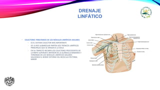 DRENAJE
LINFÁTICO
• COLECTORES TRIBUTARIOS DE LOS NÓDULOS LINFÁTICOS AXILARES
• ES EL SISTEMA COLECTOR MÁS IMPORTANTE
• DE LA RED SUBAREOLAR PARTEN DOS TRONCOS LINFÁTICOS
PRINCIPALES QUE SE DIRIGEN A LA AXILA
• EN SU TRAYECTO RECIBEN LOS COLECTORES PROCEDENTES DE
LA PARTE SUPERIOR E INFERIOR DE LA GLÁNDULA MAMARIA Y
TERMINAN EN LOS NÓDULOS LINFÁTICOS AXILARES
SIGUIENDO EL BORDE EXTERNO DEL MÚSCULO PECTORAL
MAYOR
 