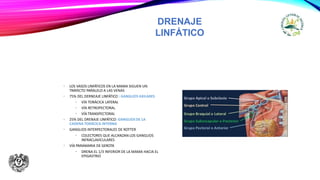 DRENAJE
LINFÁTICO
• LOS VASOS LINFÁTICOS EN LA MAMA SIGUEN UN
TRAYECTO PARALELO A LAS VENAS
• 75% DEL DERNEAJE LINFÁTICO : GANGLIOS AXILARES
• VÍA TORÁCICA LATERAL
• VÍA RETROPECTORAL
• VÍA TRANSPECTORAL
• 25% DEL DRENAJE LINFÁTICO: GANGLIOS DE LA
CADENA TORÁCICA INTERNA
• GANGLIOS INTERPECTORALES DE ROTTER
• COLECTORES QUE ALCANZAN LOS GANGLIOS
INFRACLAVICULARES
• VÍA PARAMARIA DE GEROTA
• DRENA EL 1/3 INFERIOR DE LA MAMA HACIA EL
EPIGASTRIO
 