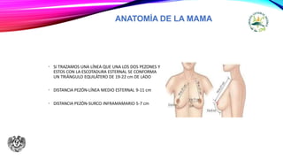 ANATOMÍA DE LA MAMA
• SI TRAZAMOS UNA LÍNEA QUE UNA LOS DOS PEZONES Y
ESTOS CON LA ESCOTADURA ESTERNAL SE CONFORMA
UN TRIÁNGULO EQUILÁTERO DE 19-22 cm DE LADO
• DISTANCIA PEZÓN-LÍNEA MEDIO ESTERNAL 9-11 cm
• DISTANCIA PEZÓN-SURCO INFRAMAMARIO 5-7 cm
 