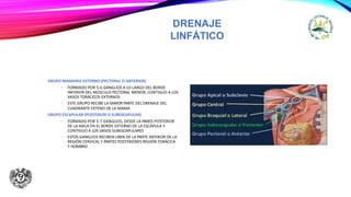DRENAJE
LINFÁTICO
GRUPO MAMARIO EXTERNO (PECTORAL O ANTERIOR)
• FORMADO POR 5-6 GANGLIOS A LO LARGO DEL BORDE
INFERIOR DEL MÚSCULO PECTORAL MENOR, CONTIGUO A LOS
VASOS TORÁCICOS EXTERNOS
• ESTE GRUPO RECIBE LA MAYOR PARTE DEL DRENAJE DEL
CUADRANTE EXTENO DE LA MAMA
GRUPO ESCAPULAR (POSTERIOR O SUBESCAPULAR)
• FORMADO POR 5-7 GANGLIOS, DESDE LA PARED POSTERIOR
DE LA AXILA EN EL BORDE EXTERNO DE LA ESCÁPULA Y
CONTIGUO A LOS VASOS SUBESCAPULARES
• ESTOS GANGLIOS RECIBEN LINFA DE LA PARTE INFERIOR DE LA
REGIÓN CERVICAL Y PARTES POSTERIORES REGIÓN TORÁCICA
Y HOMBRO
 
