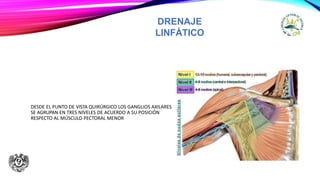 DRENAJE
LINFÁTICO
DESDE EL PUNTO DE VISTA QUIRÚRGICO LOS GANGLIOS AXILARES
SE AGRUPAN EN TRES NIVELES DE ACUERDO A SU POSICIÓN
RESPECTO AL MÚSCULO PECTORAL MENOR
 
