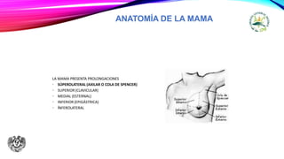 ANATOMÍA DE LA MAMA
LA MAMA PRESENTA PROLONGACIONES
• SÚPEROLATERAL (AXILAR O COLA DE SPENCER)
• SUPERIOR (CLAVICULAR)
• MEDIAL (ESTERNAL)
• INFERIOR (EPIGÁSTRICA)
• ÍNFEROLATERAL
 