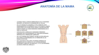 ANATOMÍA DE LA MAMA
• LA MAMA TIENE SU ORIGEN EMBRIOLÓGICO EN EL ECTODERMO
MEDIANTE UN PROCESO DE INVAGINACIÓN DE CÉLULAS
• EN LA 4ª SEMANA DEL DESARROLLO FETAL APARECEN UNOS
ENGROSAMIENTOS ECTODÉRMICOS QUE SE EXTIENDEN A AMBOS
LADOS DESDE LAS FUTURAS AXILAS HASTA LA REGIÓN INGUINAL
CONSTITUYENDO LAS LÍNEAS MAMARIAS EMBRIONARIAS (8-10
PARES DE NÓDULOS)
• ESTOS RELIEVES O NÓDULOS SE INVAGINAN FORMANDO
CORDONES QUE POSTERIORMENTE SE TUNELIZAN QUEDANDO
INMERSOS EN EL PARÉNQUIMA SUBYACENTE
• EN LA 10ª SEMANA SÓLO PERSISTE UN PAR DE ESTOS NÓDULOS
QUE SERÁN LOS RESPONSABLES DE LA FORMACIÓN DE LAS
MAMAS DEFINITIVAS
• EN EL ESQUEMA DE WILLIAMS LAS MAMAS NORMALES SE
DESARROLLAN EN EL NÓDULO IV; LAS SUPERNUMERARIAS
SUPERIORES A PARTIR DE LOS NÓDULOS I, II Y III; LAS INFERIORES
LO HACEN A PARTIR DEL NÓDULO V
 