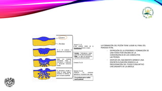LA FORMACIÓN DEL PEZÓN TIENE LUGAR AL FINAL DEL
PERIODO FETAL
• DEPRESIÓN DE LA EPIDERMIS Y FORMACIÓN DE
UNA FÓVEA POR ENCIMA DE LA
CONVERGENCIA DE LOS CONDUCTOS
LACTÍFEROS
• DESPUÉS DEL NACIMIENTO APARECE UNA
DISCRETA ELEVACIÓN DEBIDO A LA
PROLIFERACIÓN DEL TEJIDO CONJUNTIVO
CIRCUNDANTE DE LA AREOLA
 