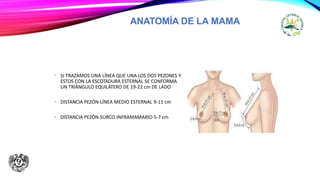ANATOMIA DE MAMA.pptx