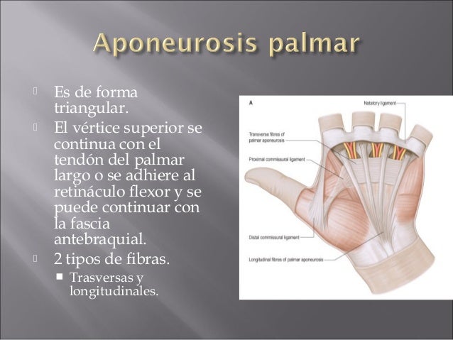 Anatomia de mano