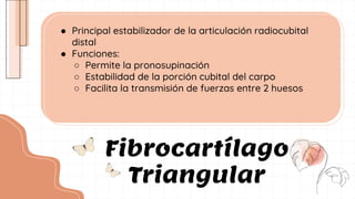 Fibrocartílago
Triangular
● Principal estabilizador de la articulación radiocubital
distal
● Funciones:
○ Permite la pronosupinación
○ Estabilidad de la porción cubital del carpo
○ Facilita la transmisión de fuerzas entre 2 huesos
 