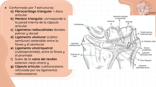 ● Conformado por 7 estructuras:
a) Fibrocartilago triangular = disco
articular
b) Menisco triangular, corresponde a
la pared interna de la cápsula
articular
c) Ligametos radiocubitales distales:
palmar y dorsal
d) Ligamento ulnolunar (cúbito-
semilunar) extiendido entre la
fóvea y el semilunar
e) Ligamento ulnotriquetral
(cubitopiramidal), entre la fóvea y
el piramidal
f) Suelo de la vaina del tendón
extensor carpi ulnaris y
g) Cápsula articular cubitocarpiana
reforzada por los ligamentos
radiocarpianos
 