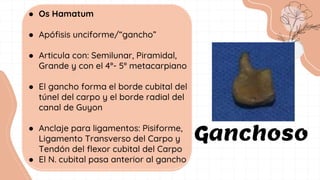 ● Os Hamatum
● Apófisis unciforme/“gancho”
● Articula con: Semilunar, Piramidal,
Grande y con el 4°- 5° metacarpiano
● El gancho forma el borde cubital del
túnel del carpo y el borde radial del
canal de Guyon
● Anclaje para ligamentos: Pisiforme,
Ligamento Transverso del Carpo y
Tendón del flexor cubital del Carpo
● El N. cubital pasa anterior al gancho
Ganchoso
 