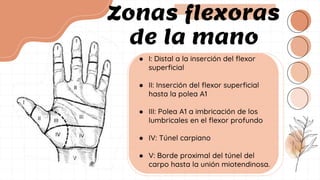 ● I: Distal a la inserción del flexor
superficial
● II: Inserción del flexor superficial
hasta la polea A1
● III: Polea A1 a imbricación de los
lumbricales en el flexor profundo
● IV: Túnel carpiano
● V: Borde proximal del túnel del
carpo hasta la unión miotendinosa.
Zonas flexoras
de la mano
 